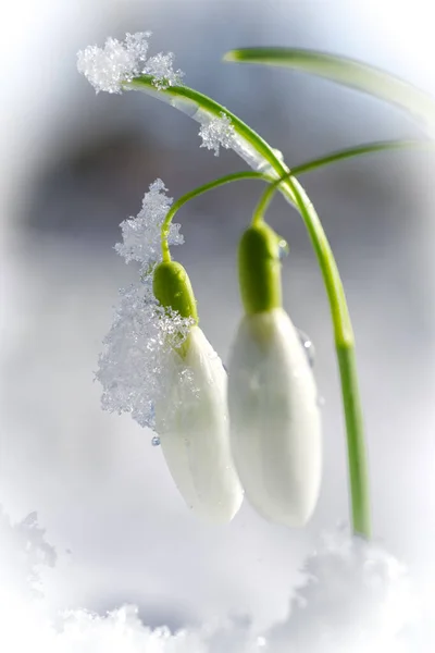 Крупный План Цветущих Белых Подснежников Покрытых Свежим Снегом — стоковое фото