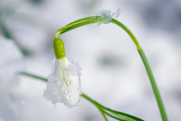 Close Flores Gotas Neve Brancas Floridas Cobertas Com Neve Fresca — Fotografia de Stock