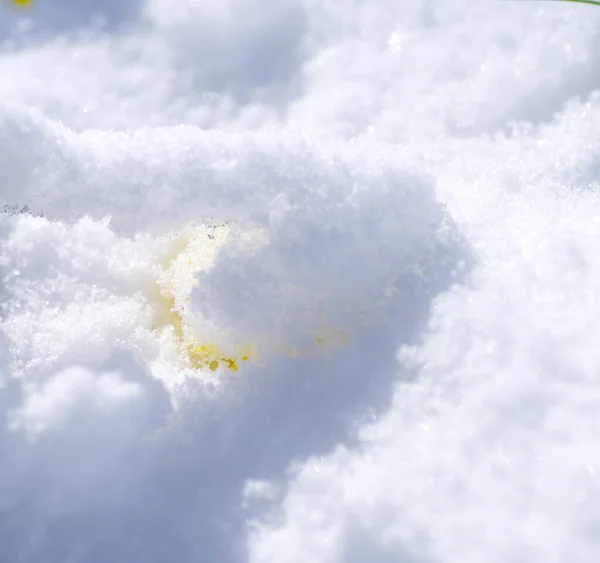 Flores Narcisas Amarillas Florecientes Cubiertas Con Una Capa Fresca Nieve — Foto de Stock