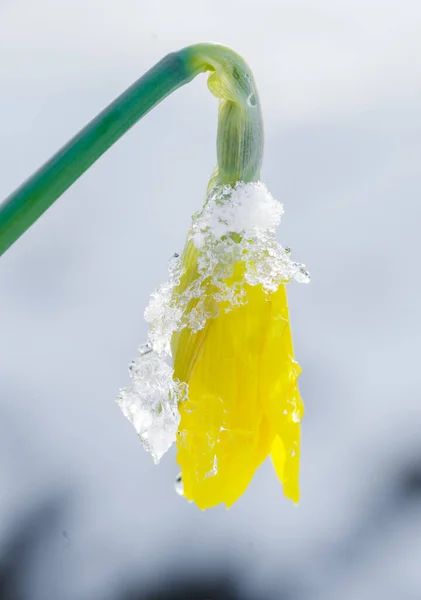 Цветущие Желтые Нарциссы Покрытые Свежим Слоем Снега — стоковое фото