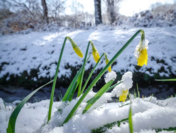 Flores Narciso Amarelo Florescendo Cobertas Com Uma Camada Fresca Neve — Fotografia de Stock