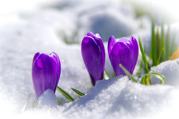 Цветущие Крокусы Покрытые Свежим Слоем Мартовского Снега — стоковое фото