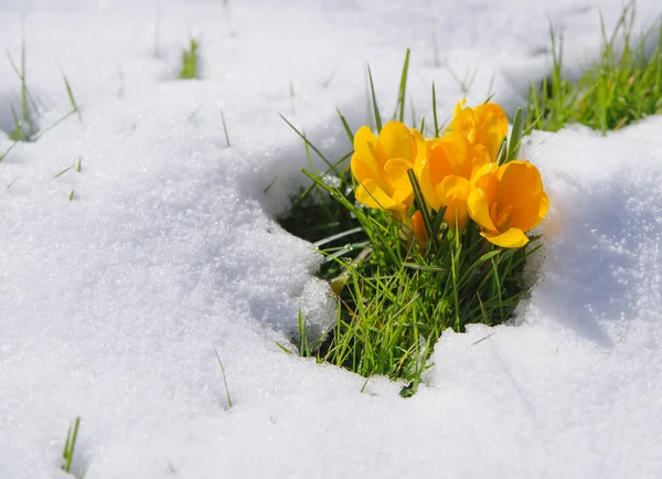 Crucusses Florescendo Coberto Com Uma Camada Fresca Neve Marcha — Fotografia de Stock