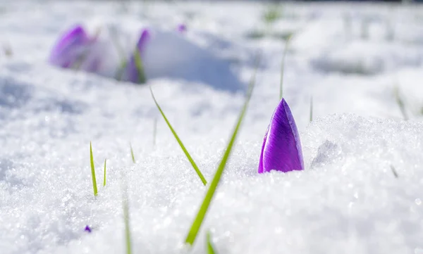 Crucusses Florescendo Coberto Com Uma Camada Fresca Neve Marcha — Fotografia de Stock