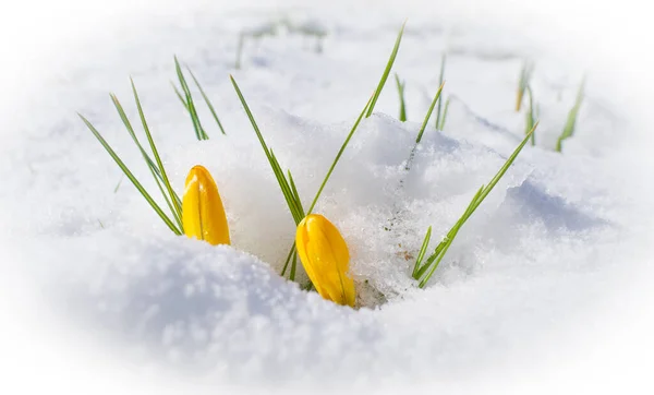 Цветущие Крокусы Покрытые Свежим Слоем Мартовского Снега — стоковое фото