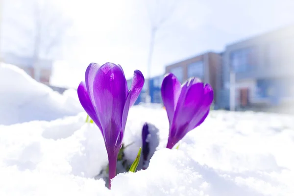 Crucusses Florescendo Coberto Com Uma Camada Fresca Neve Marcha — Fotografia de Stock