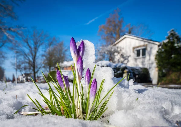 Azafrán Flor Cubierto Con Una Capa Fresca Nieve Marzo —  Fotos de Stock