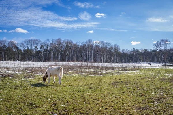 Mucche Frisiane Fuori Nella Neve — Foto Stock