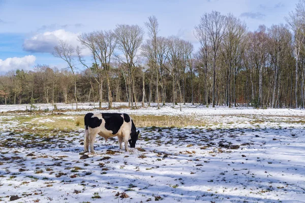 Mucche Frisiane Fuori Nella Neve — Foto Stock
