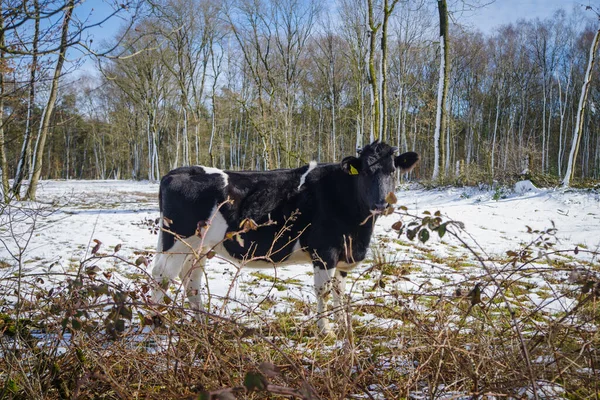 Friese Koeien Buiten Sneeuw — Stockfoto