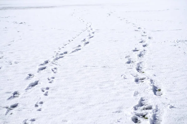 Various Tracks Footprints Snow — Stock Photo, Image