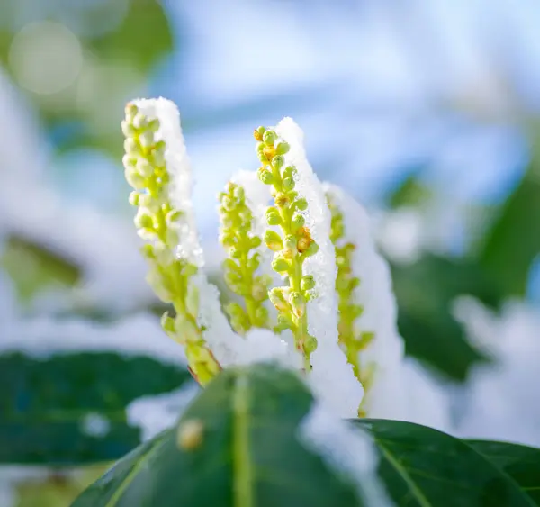Grüne Blühende Pflanzen Mit Einer Frischen Schneeschicht Bedeckt — Stockfoto