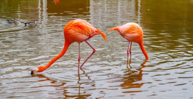 iki büyük flamingo (Phoenicopterus gülü) yiyecek arıyor