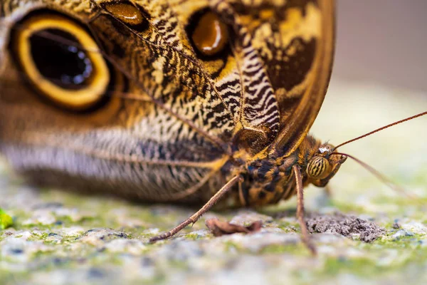 Gros Plan Papillon Hibou Espèces Caligos Dans Zoo — Photo