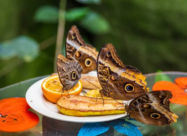 动物园里一只猫头鹰蝴蝶 石灰蝶 的特写 — 图库照片