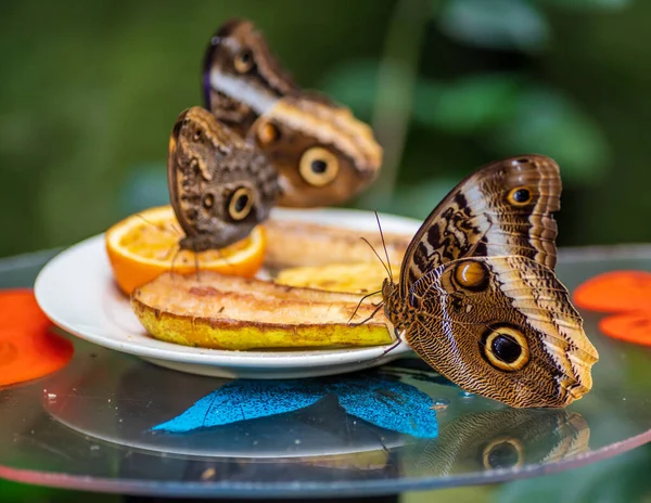 动物园里一只猫头鹰蝴蝶 石灰蝶 的特写 — 图库照片