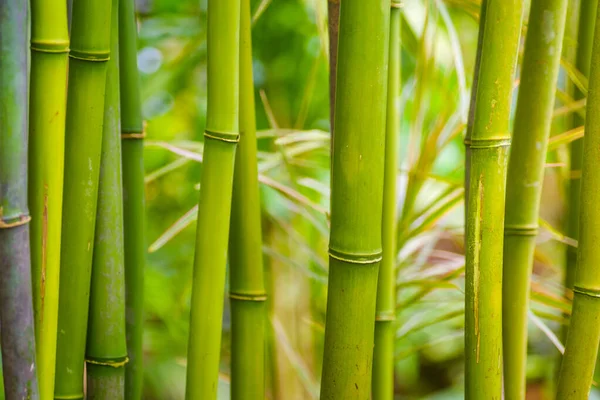 Zbliżenie Niektórych Gałęzi Bambusa — Zdjęcie stockowe