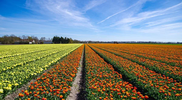 Veld Met Bloeiende Tulpen Het Binnenland — Stockfoto