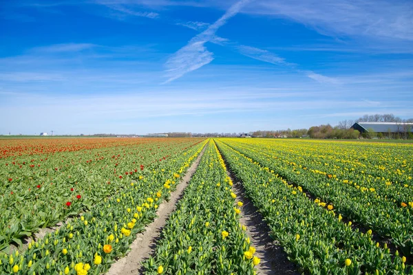 Campo Con Tulipani Fiore Nei Paesi Bassi — Foto Stock