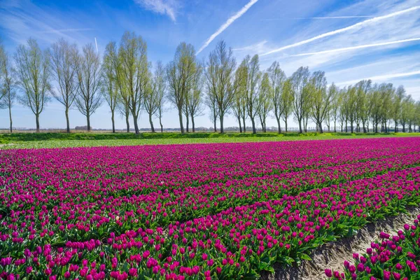 Champ Avec Tulipes Fleurs Aux Pays Bas — Photo
