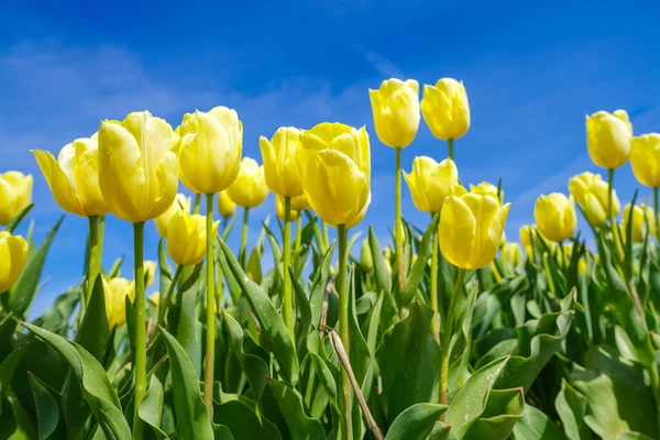 Primo Piano Tulipani Gialli Fiore Contro Cielo Blu — Foto Stock
