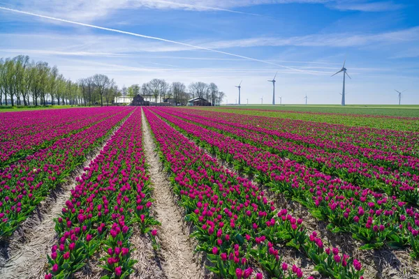 オランダのチューリップ畑では — ストック写真