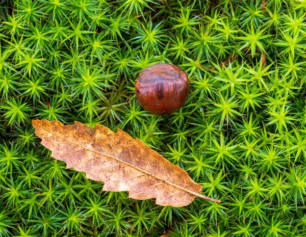 一种带有叶子和栗子的软绿色苔藓 — 图库照片