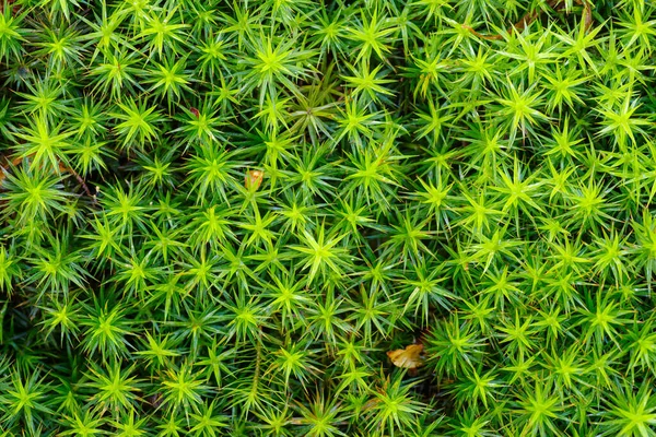 stock image macro shot of soft green moss