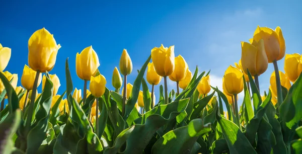 在黑土上盛开的美丽的黄色郁金香 — 图库照片
