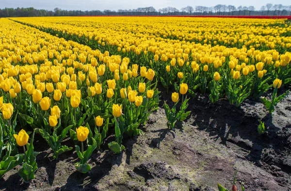 Beautiful Blooming Yellow Tulips Netherlands — Stock Photo, Image
