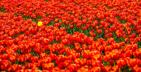 Jediný Žlutý Tulipán Poli Červenými Tulipány — Stock fotografie