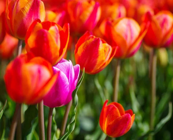 Fialový Tulipán Poli Červených Tulipánů — Stock fotografie