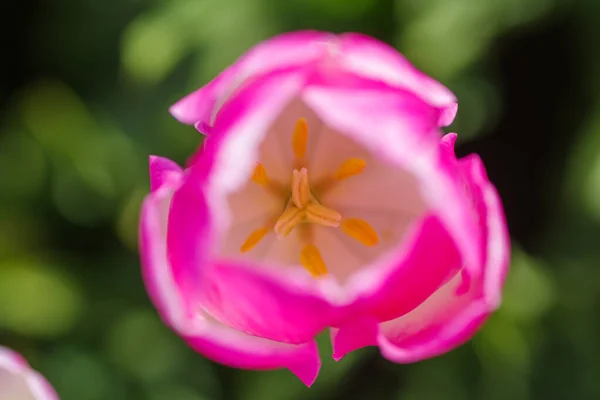 Primer Plano Tulipanes Rosados Brillantes Campo Tulipanes — Foto de Stock