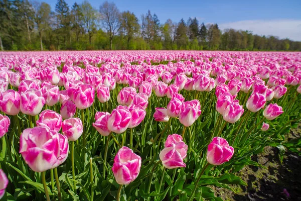 Bellissimo Campo Tulipani Rosa Fiore Nei Paesi Bassi — Foto Stock
