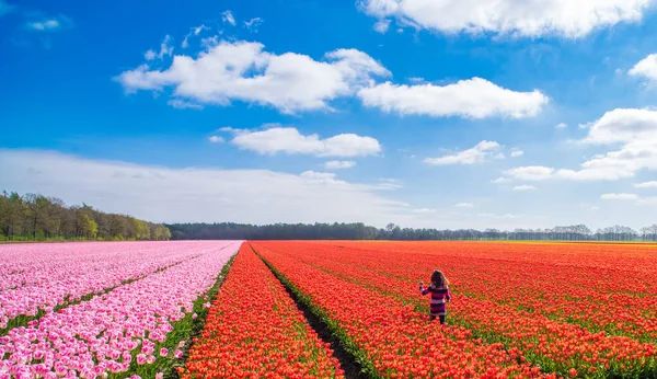 Kleines Mädchen Auf Einem Feld Mit Blühenden Roten Tulpen Den — Stockfoto