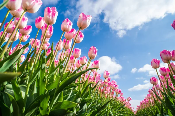 Vista Basso Angolo Bei Tulipani Rosa Nei Paesi Bassi — Foto Stock