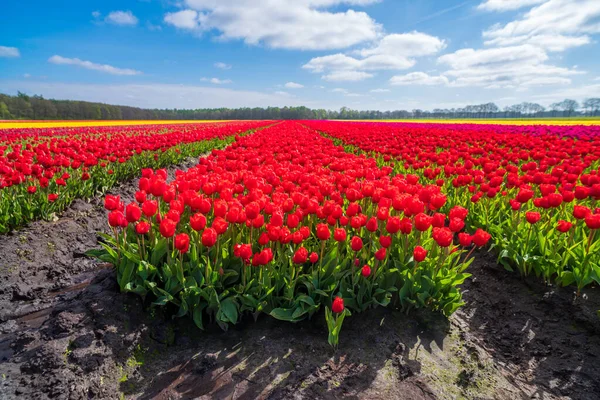 Hermosas Filas Tulipanes Florecientes Diferentes Colores Los Países Bajos — Foto de Stock