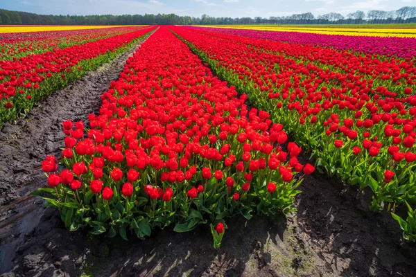 Hermosas Filas Tulipanes Florecientes Diferentes Colores Los Países Bajos — Foto de Stock