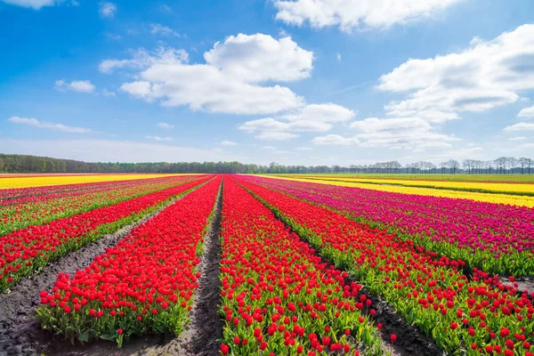 Hermosas Filas Tulipanes Florecientes Diferentes Colores Los Países Bajos —  Fotos de Stock