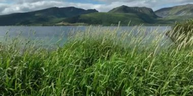 Fiyort boyunca sallanan kamış