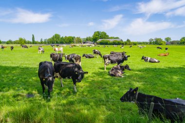 Hollanda çayırında kırmızı-beyaz ve siyah-beyaz Frizya inekleri sürüsü