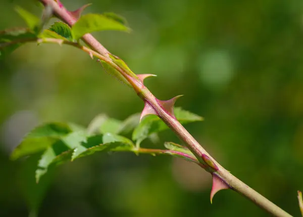 野生灌木玫瑰的尖尖玫瑰刺的特写 图库图片