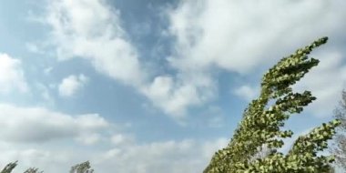 Güçlü rüzgar esiyor ve kavak ağacını eğiyor.