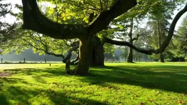 Mooie Ochtend Zon Een Park Fimed Door Een Drone — Stockvideo