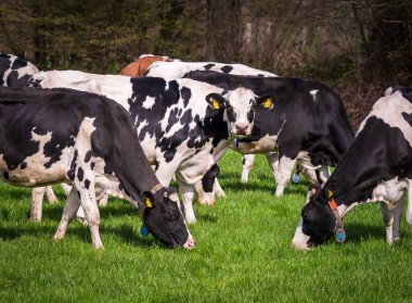 LATTROP, NETHERLANDS - 12 Nisan 2022: Çayırda otlayan bir grup siyah Frizya ineği
