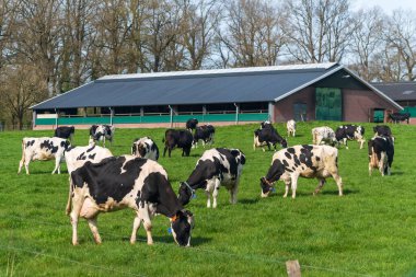 LATTROP, NETHERLANDS - 12 Nisan 2022: Çayırda otlayan bir grup siyah Frizya ineği