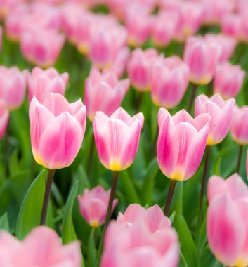 beautiful blooming tulips closeup in spring time clipart
