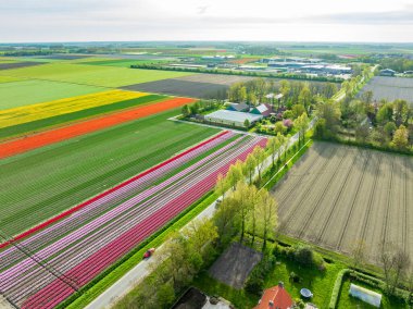 Renkli lalelerle dolu güzel bir manzaranın havadan görünüşü.