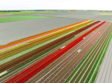 Renkli lalelerle dolu güzel bir manzaranın havadan görünüşü.