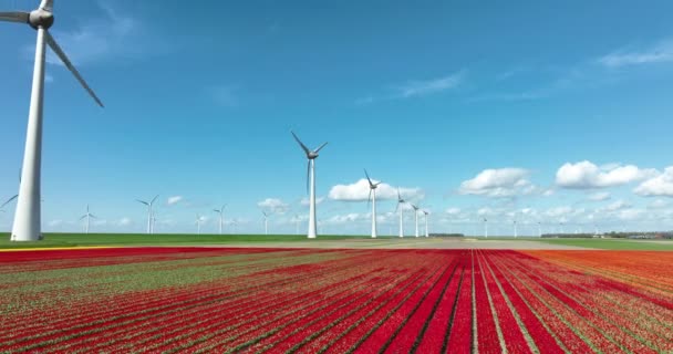 Imagens Aéreas Uma Bela Paisagem Repleta Tulipas Coloridas Turbinas Eólicas — Vídeo de Stock